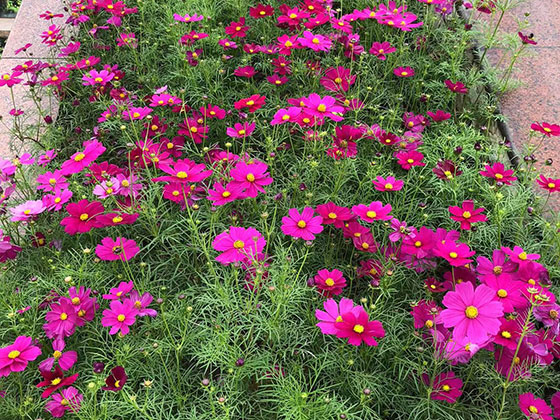 营口租摆花草|设计商住小区园林